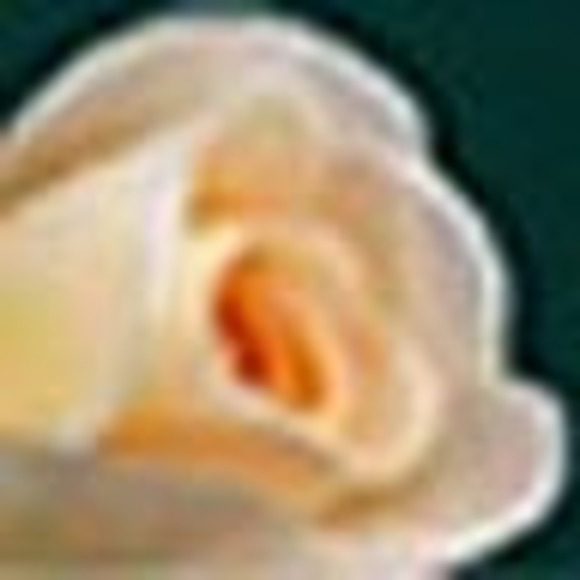 Meet your Posher, Dayna - Picture 1 of 1